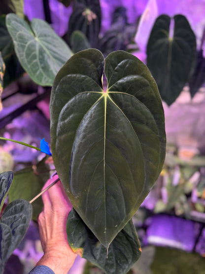 (B) Anthurium BVEP / antolakii RA6 X 'Elefont'