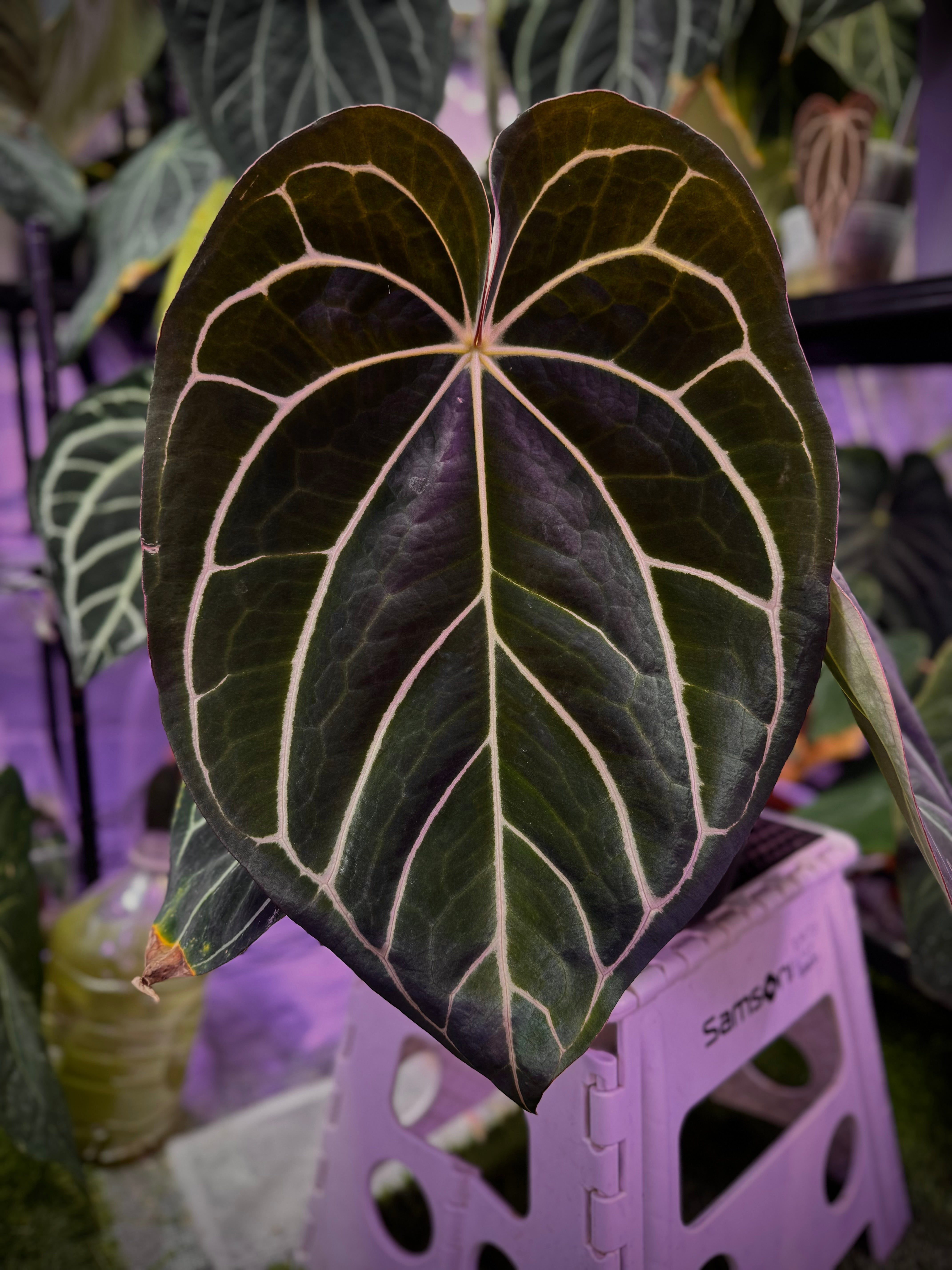 Anthurium carlablackiae 'RA4 x RA8' - select mature flowering