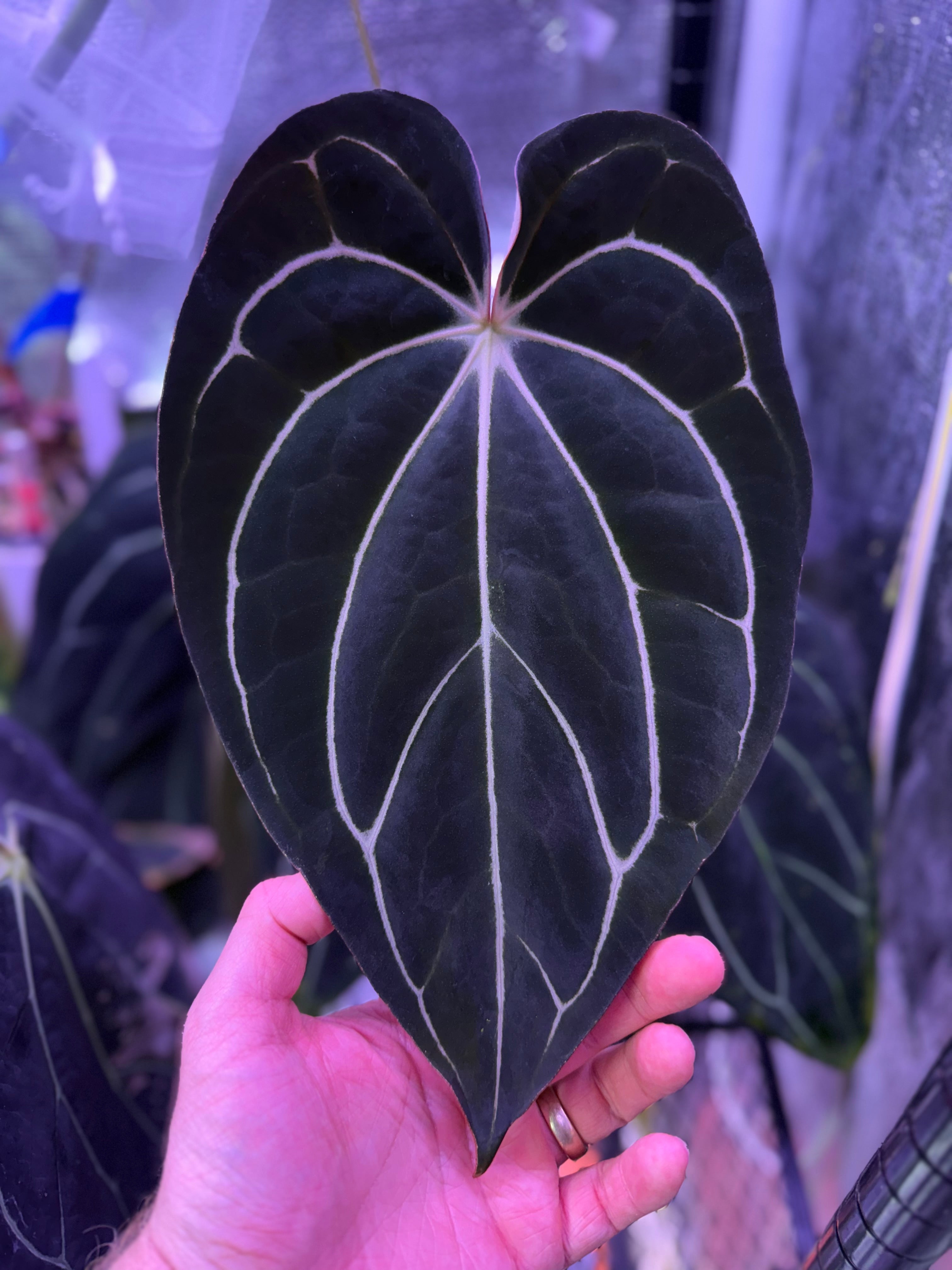 Variegated forgetii x carlablackiae RA4x8 variegated leaf