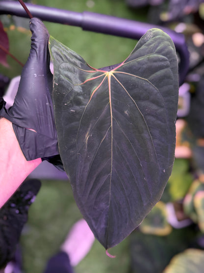 Anthurium papillilaminum RLxFS mature flowering