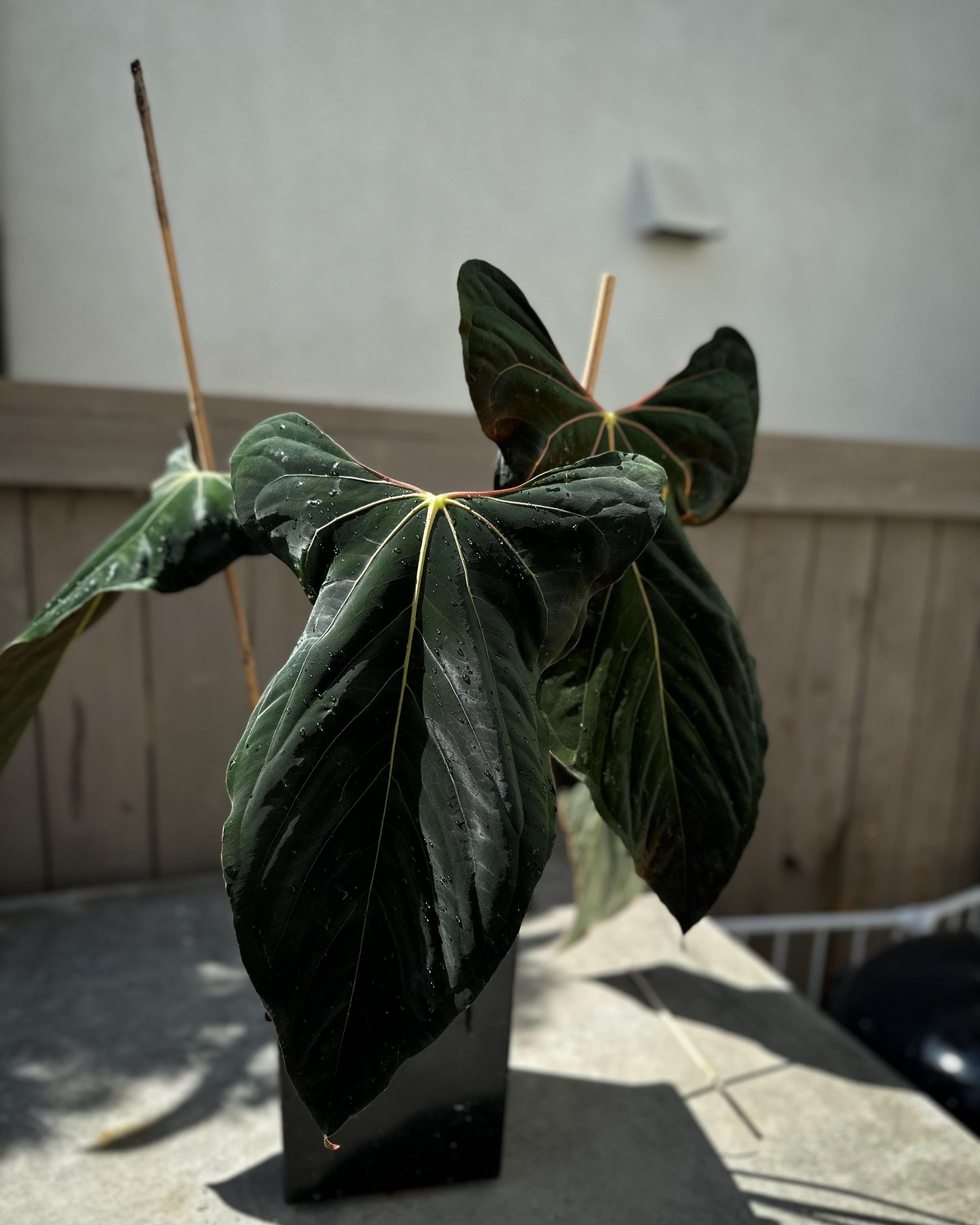 Anthurium papillilaminum RLxFS mature flowering