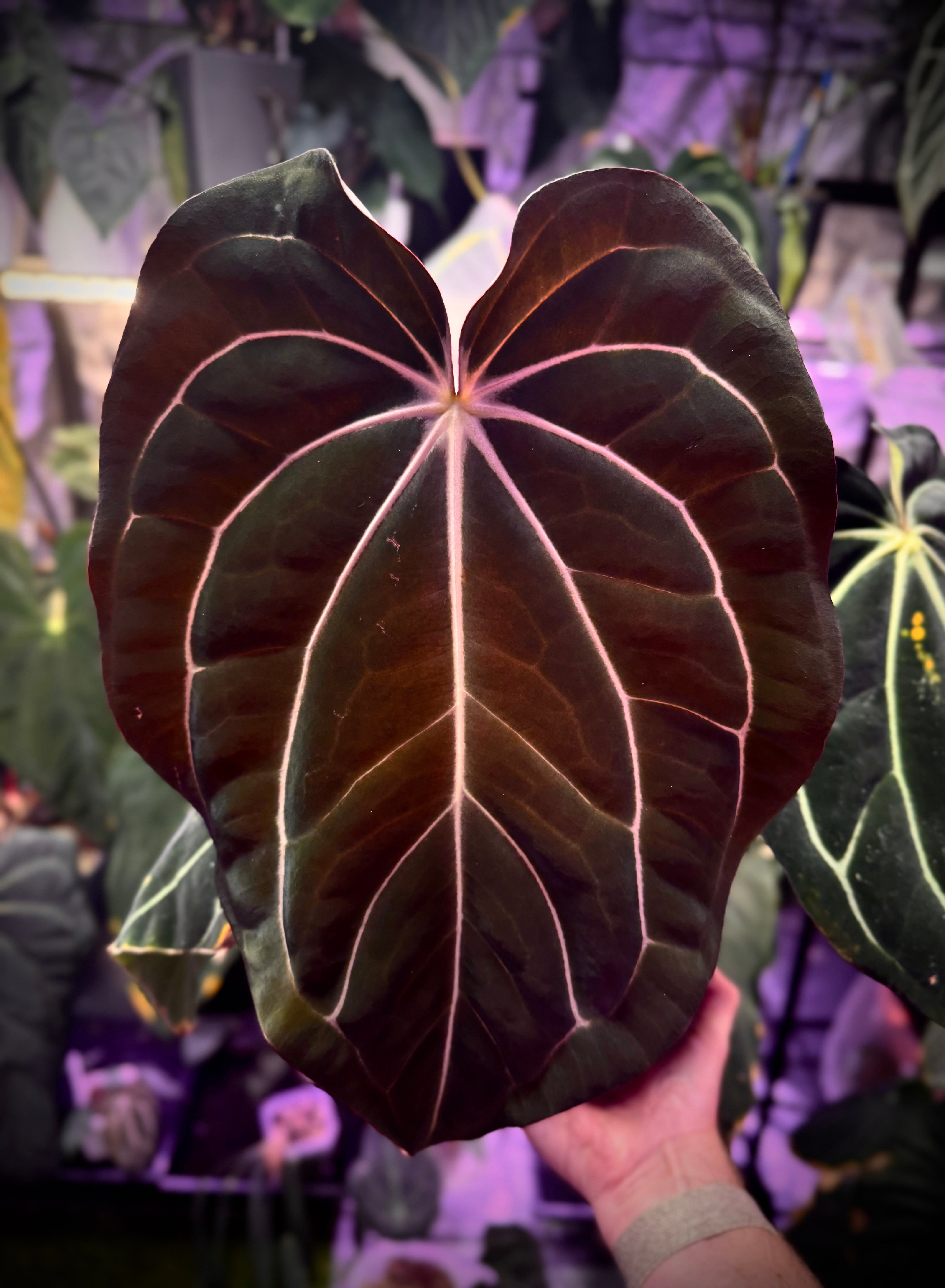 Anthurium carlablackiae Buz 1 X RA5x10 A