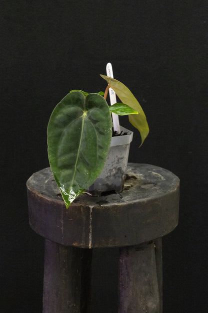 Anthurium dressleri x carlablackiae RA8