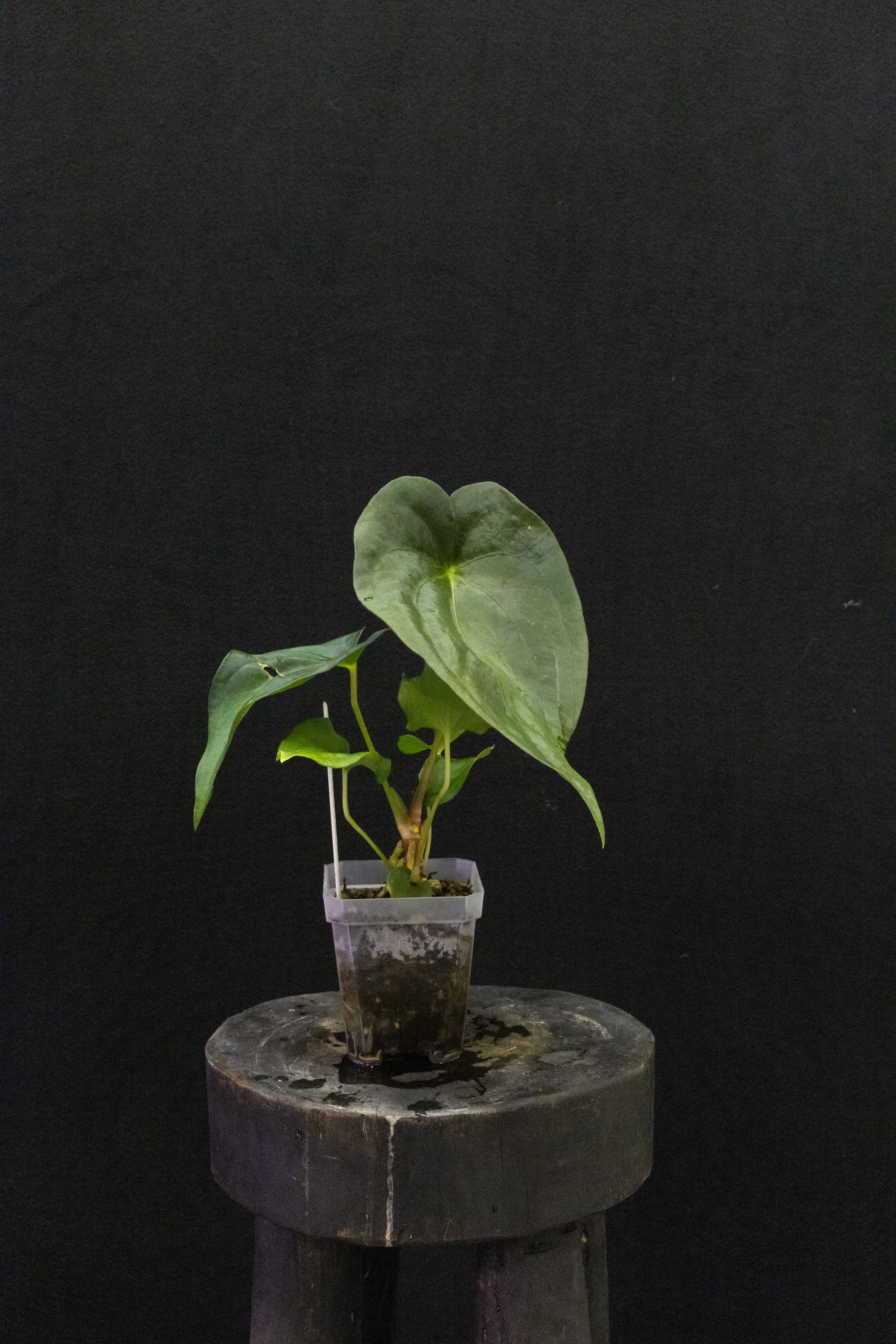 Anthurium Panamama 2.0 x sp. nov. DF