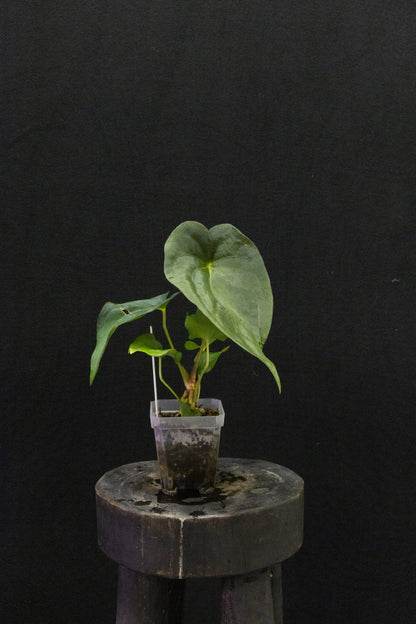 Anthurium Panamama 2.0 x sp. nov. DF