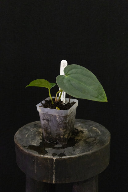 Anthurium sp. velvet tri-lobe x papillilaminum X BVEP ' Elefont'