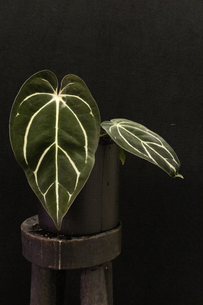 Anthurium carlablackiae 'RA4 x RA8' - select mature