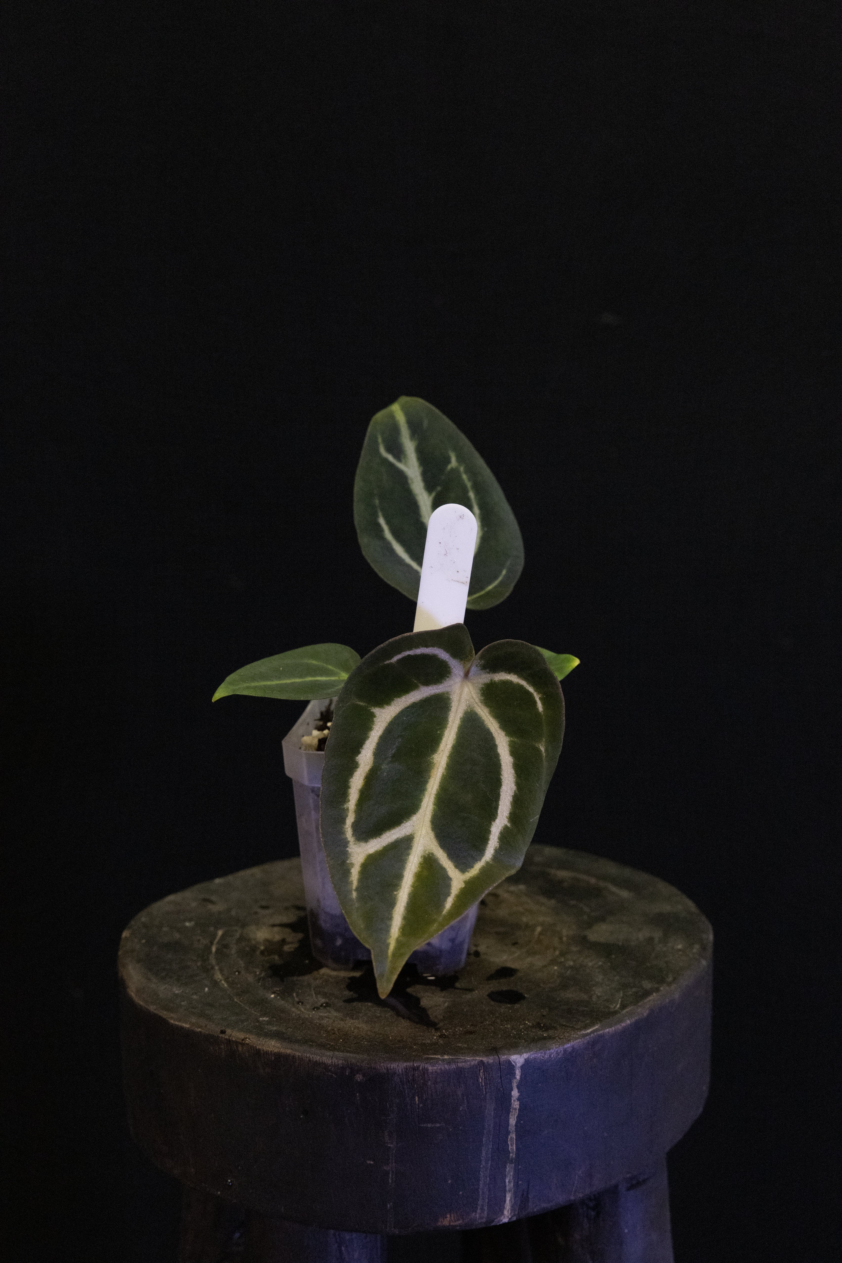 Anthurium carlablackiae RA5x10 x Self B