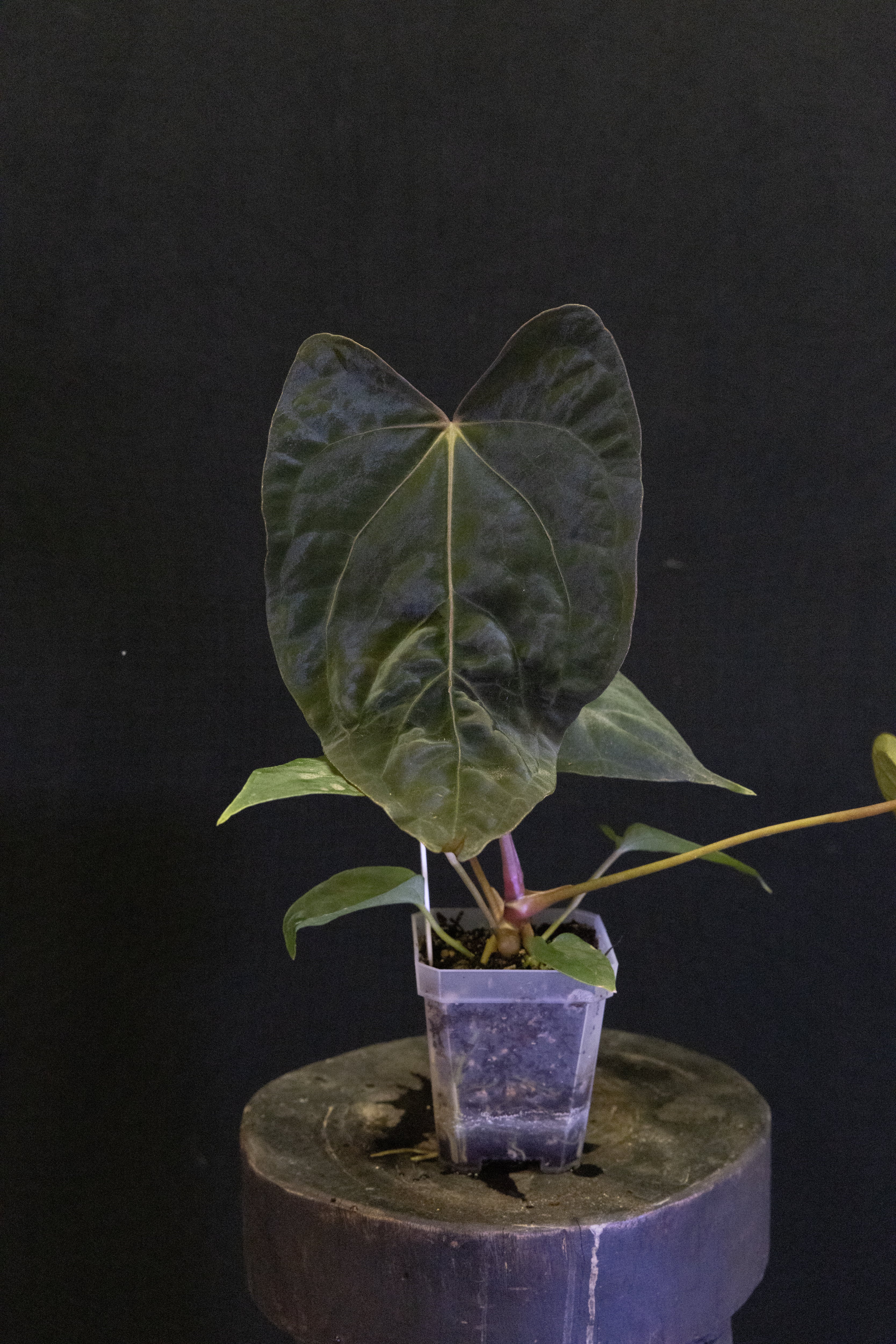 Anthurium x- ray x NSE Port