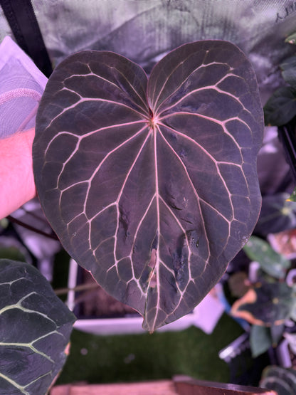 Anthurium Black Widow x Michelle X dressleri F1 B