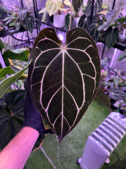 Anthurium carlablackiae 'RA4 x RA8' - select mature flowering