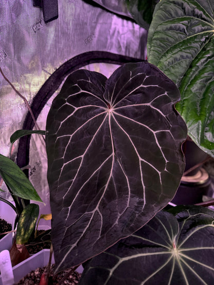 Anthurium Black Widow x Michelle x Self seedlings