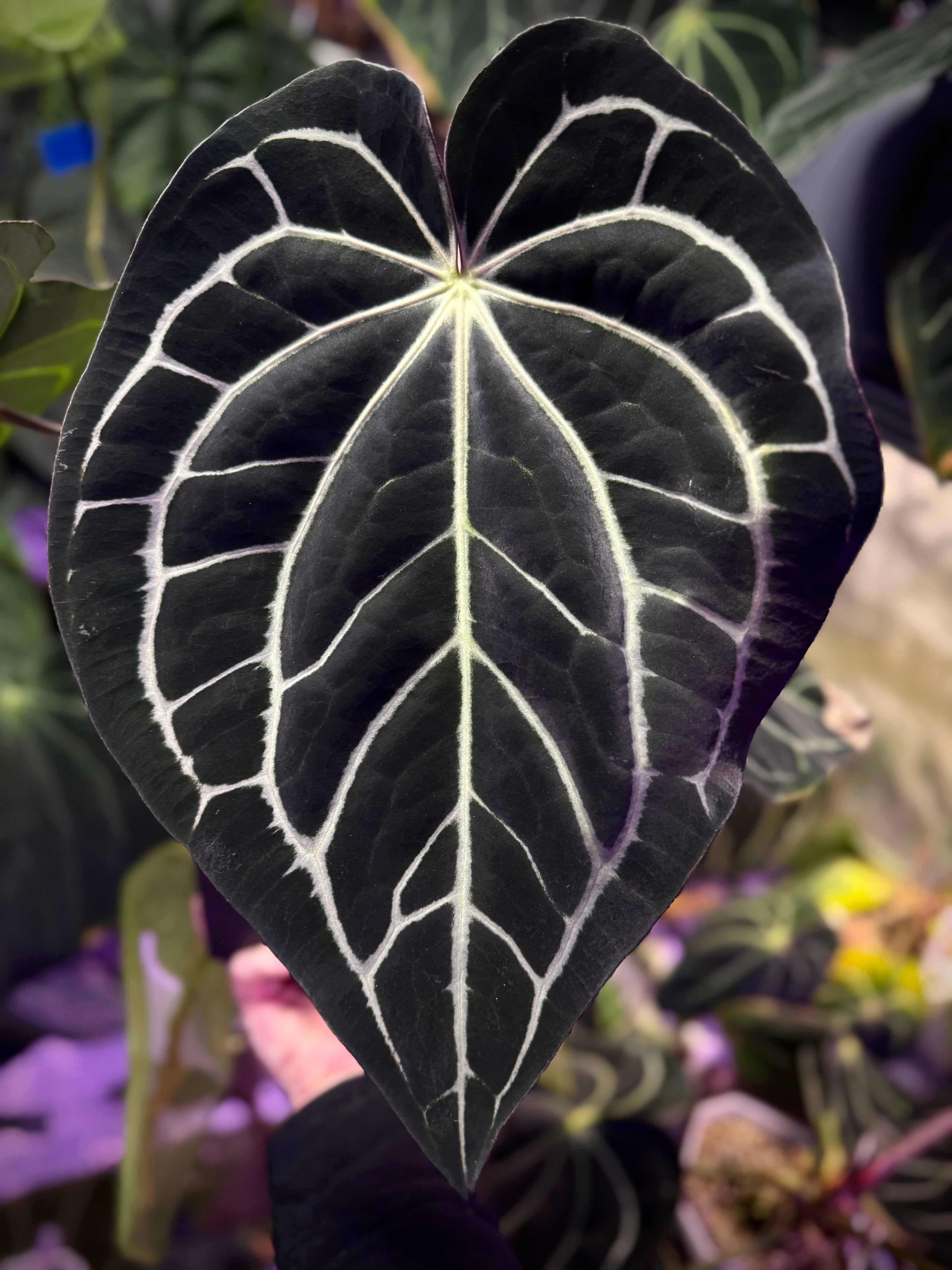 Anthurium carlablackiae RA4 x RA1 - offset