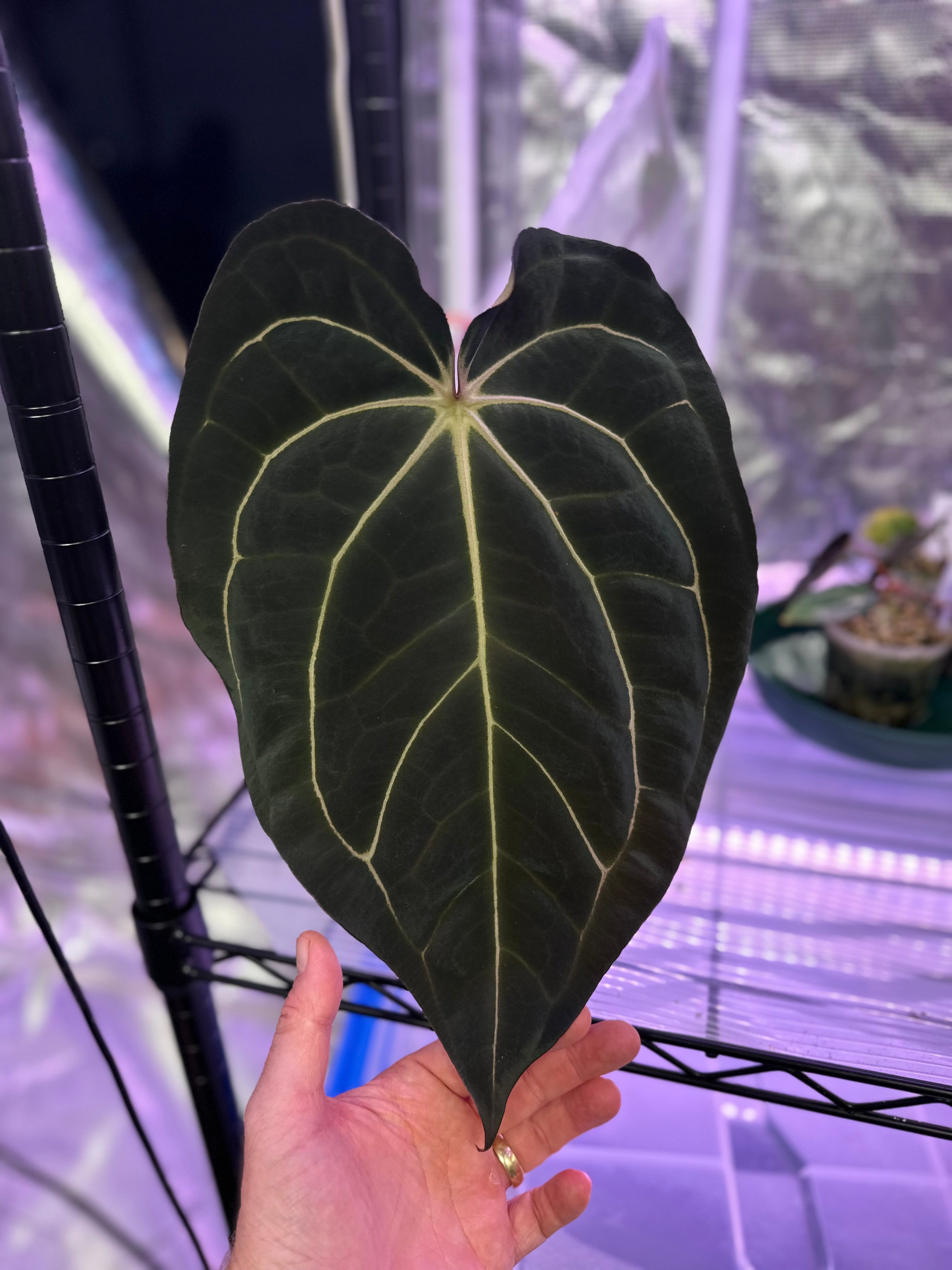 Anthurium carlablackiae ’District’ x Buz 1