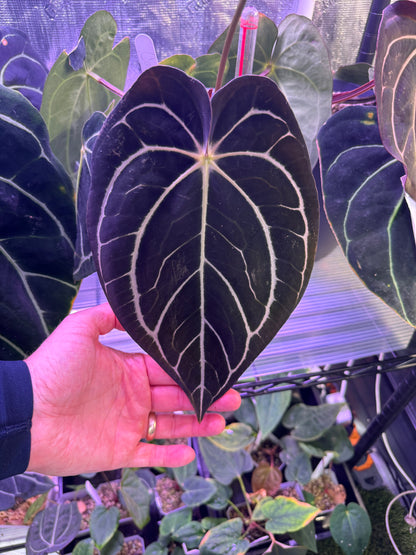 Anthurium papillilaminum RA6 x carlablackiae RA6x5 B