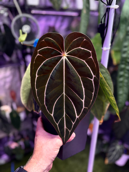 Anthurium carlablackiae 'RA4 x RA8' - select mature flowering