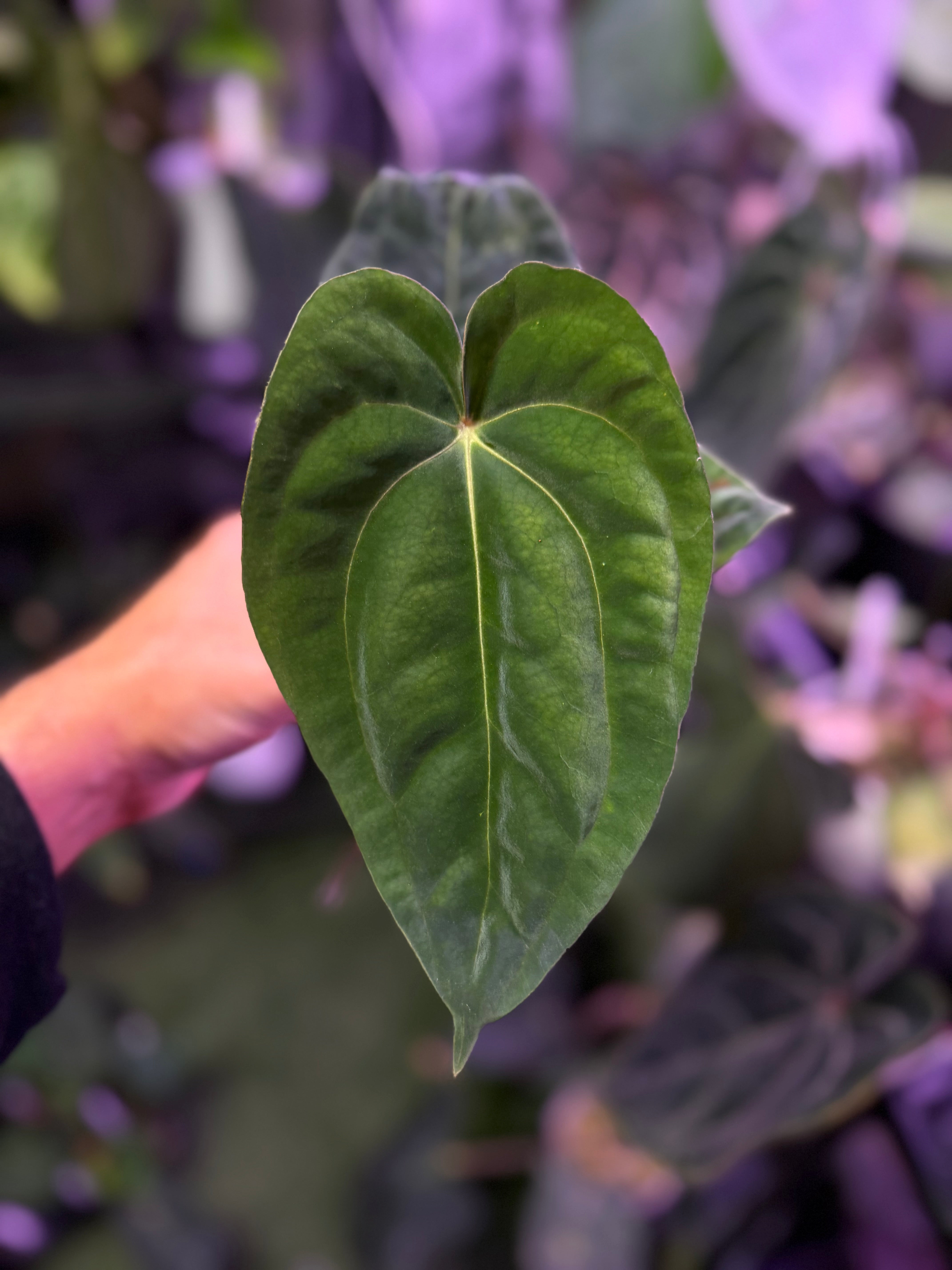 Anthurium papillilaminum RA6 x carlablackiae RA6x5 B