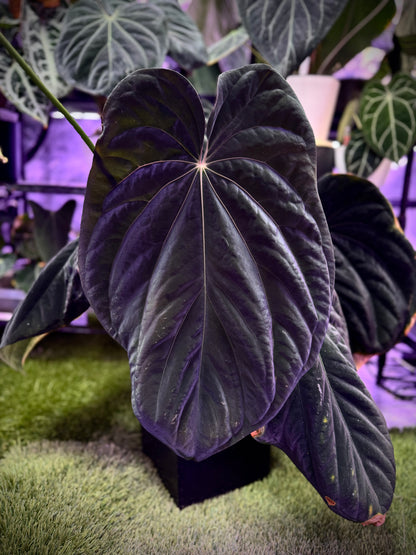 (B) Anthurium BVEP / antolakii RA6 X 'Elefont'