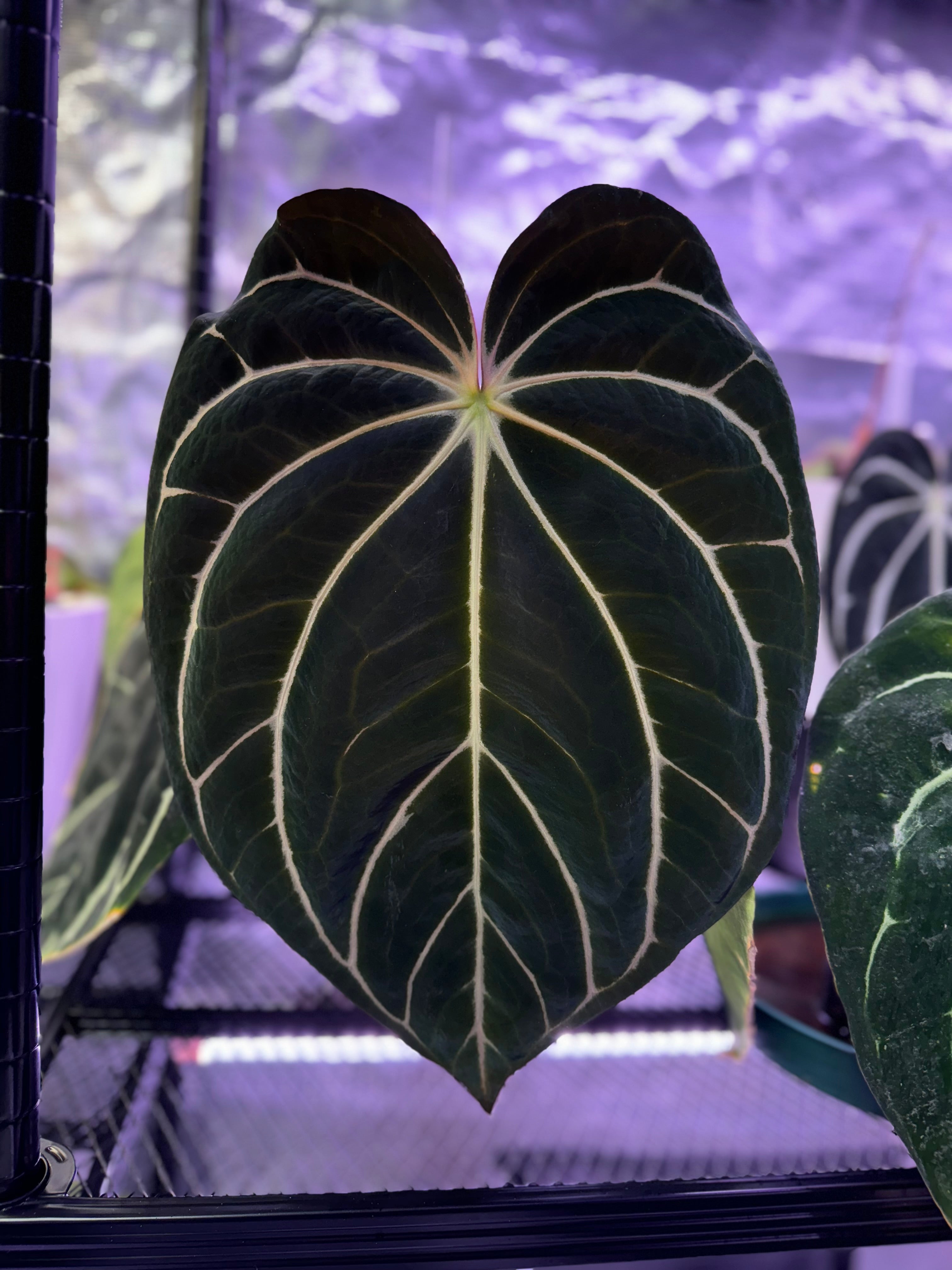 Anthurium carlablackiae ’District’ x Buz 1