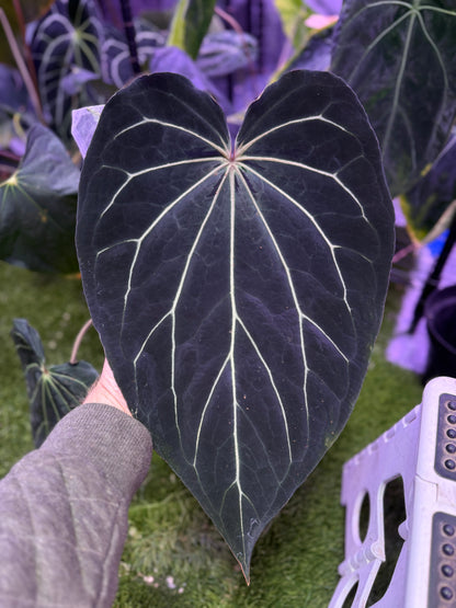 Anthurium ((carlablackiae ’District’) X (Black Widow x Michelle Buz 1)) X ((Black Widow x Michelle) x (dorayaki x BVEP Buz 1)) - Germinated seeds