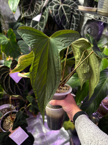 Anthurium (sp. velvet Trilobe panama x papillilaminum) x BVEP Elefont