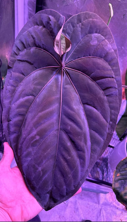 Anthurium Black Widow x Michelle X dressleri F1 B