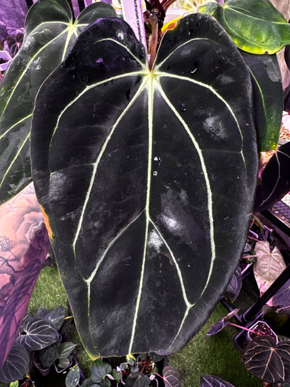 Anthurium carlablackiae Buz 1 X RA8 - mature flowering