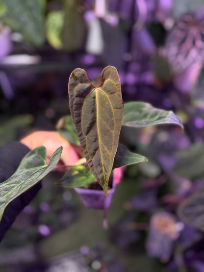 Anthurium crystal mag (Purple) X NSE Portillae