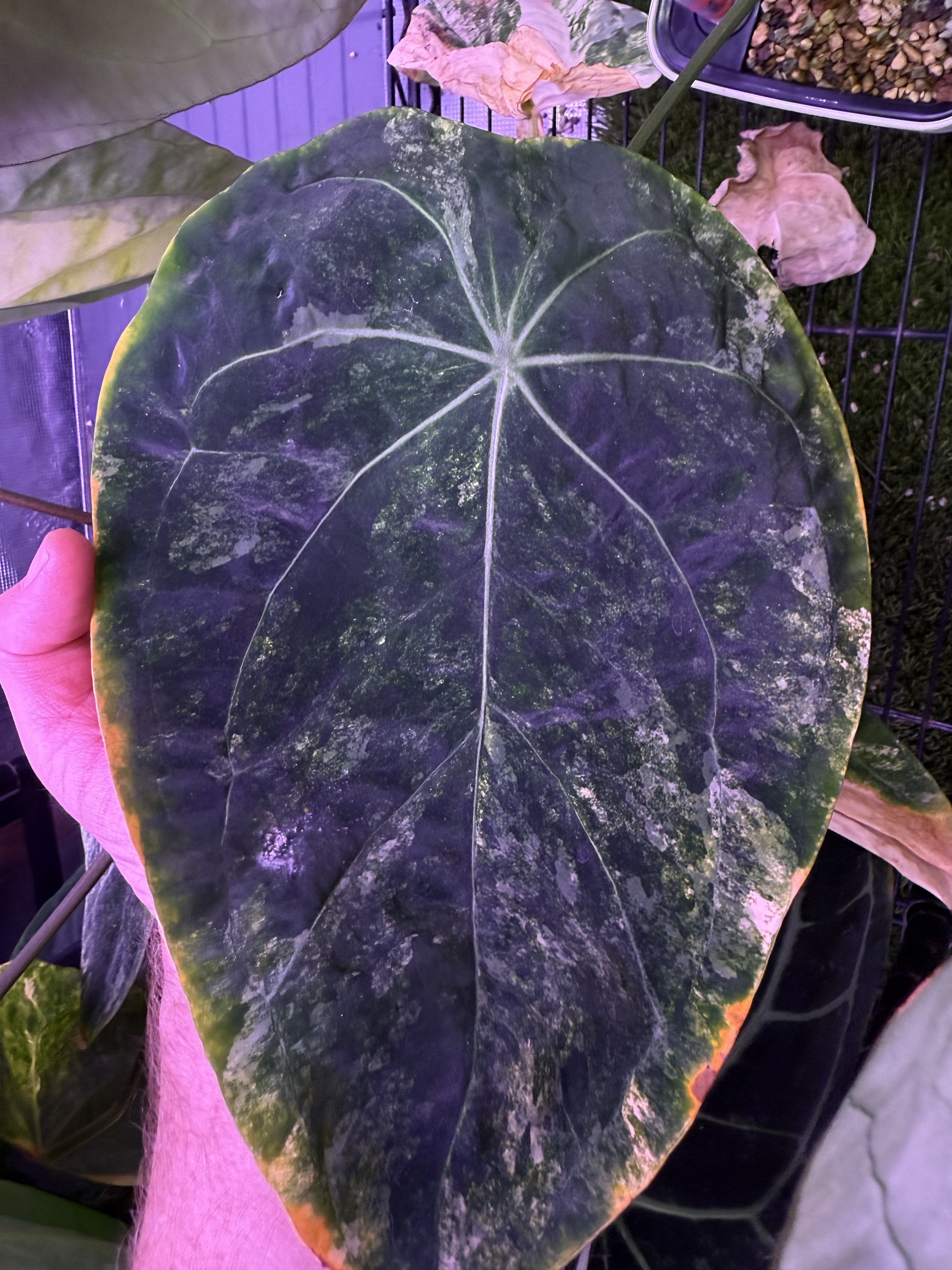 Variegated forgetii x carlablackiae RA4x8 variegated leaf