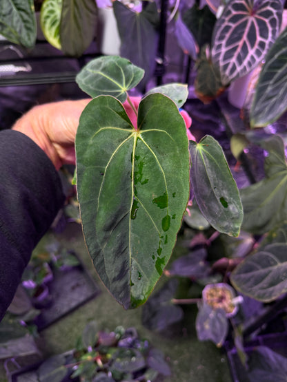 Anthurium dressleri NSE x carlablackie RA8