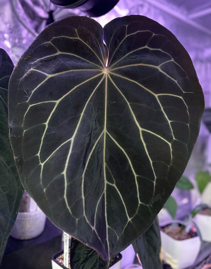 Anthurium carlablackie 'Round xGPH001' X Black widow x Michelle - seedlings