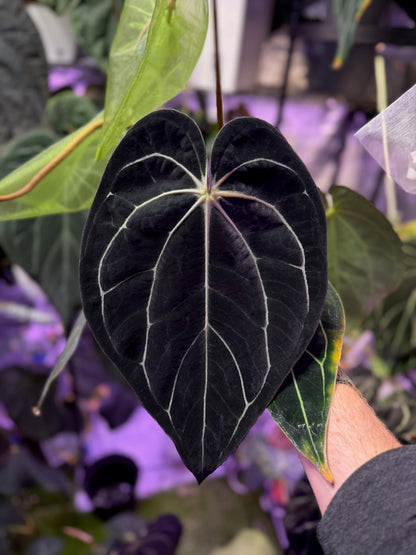 Anthurium carlablackie 'Round xGPH001' X Black widow x Michelle - seedlings