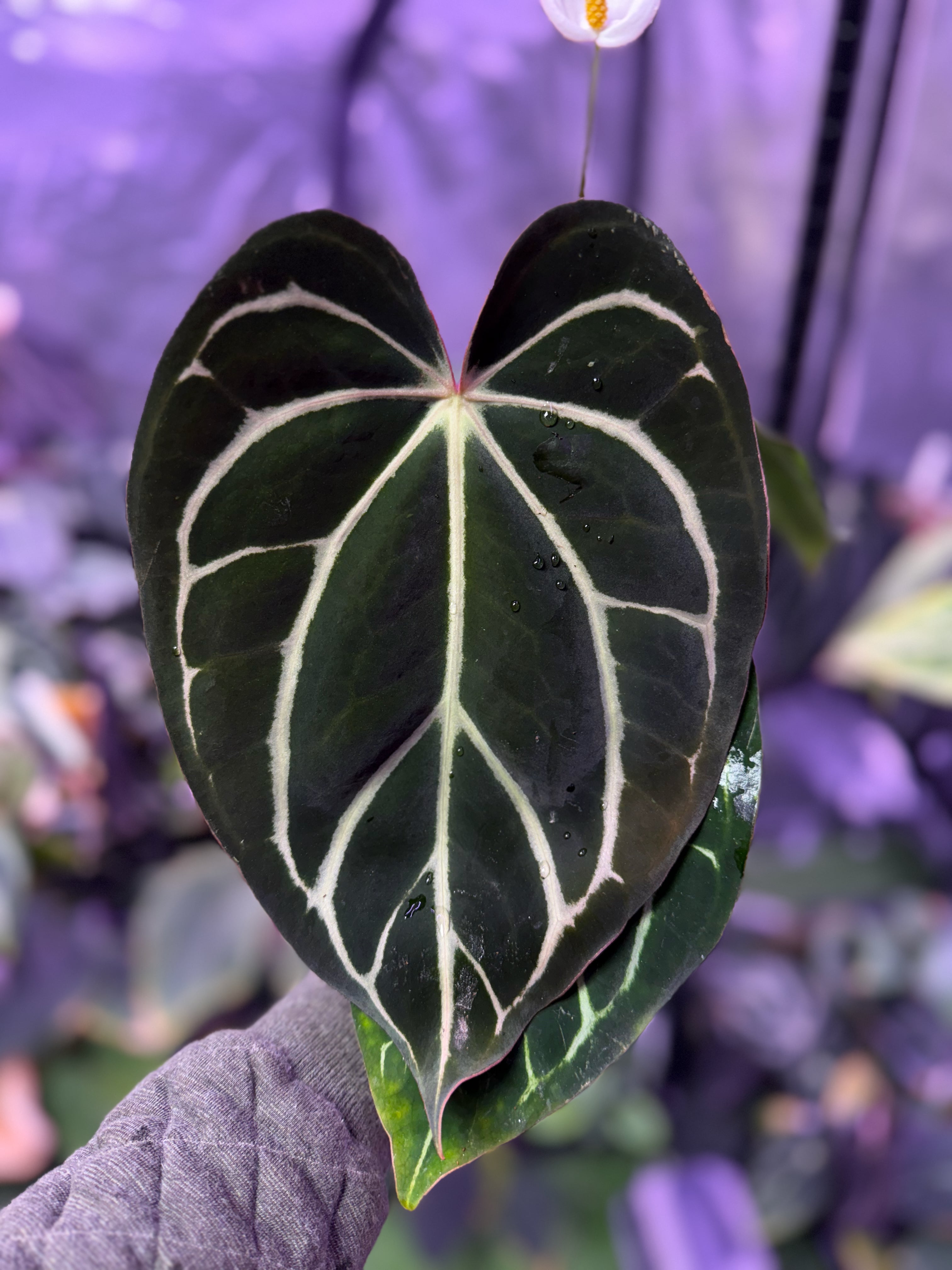 Mature flowering Anthurium carlablackiae RA8 x RA16