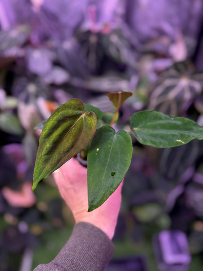 Anthurium Panamama 2.0 x sp. nov. DF 2 in one