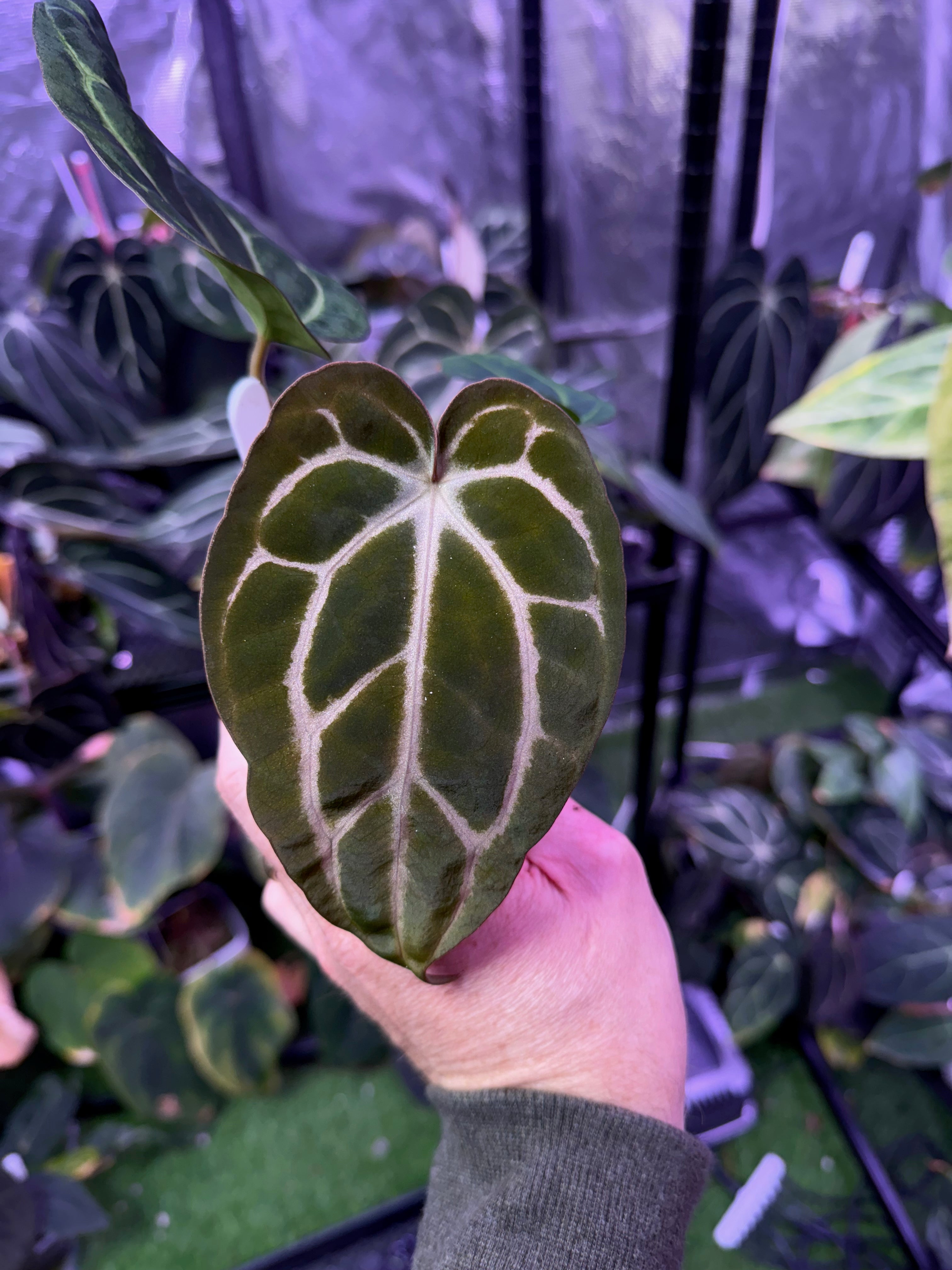 Anthurium carlablackiae RA13 x OG4 B