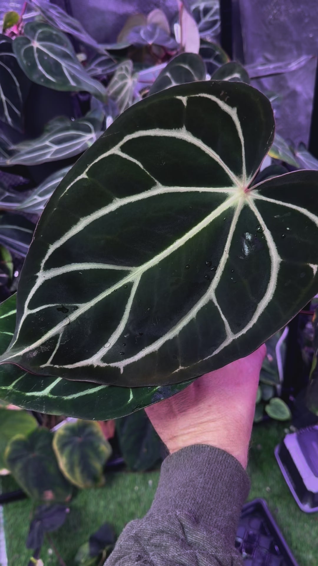 Mature flowering Anthurium carlablackiae RA8 x RA16