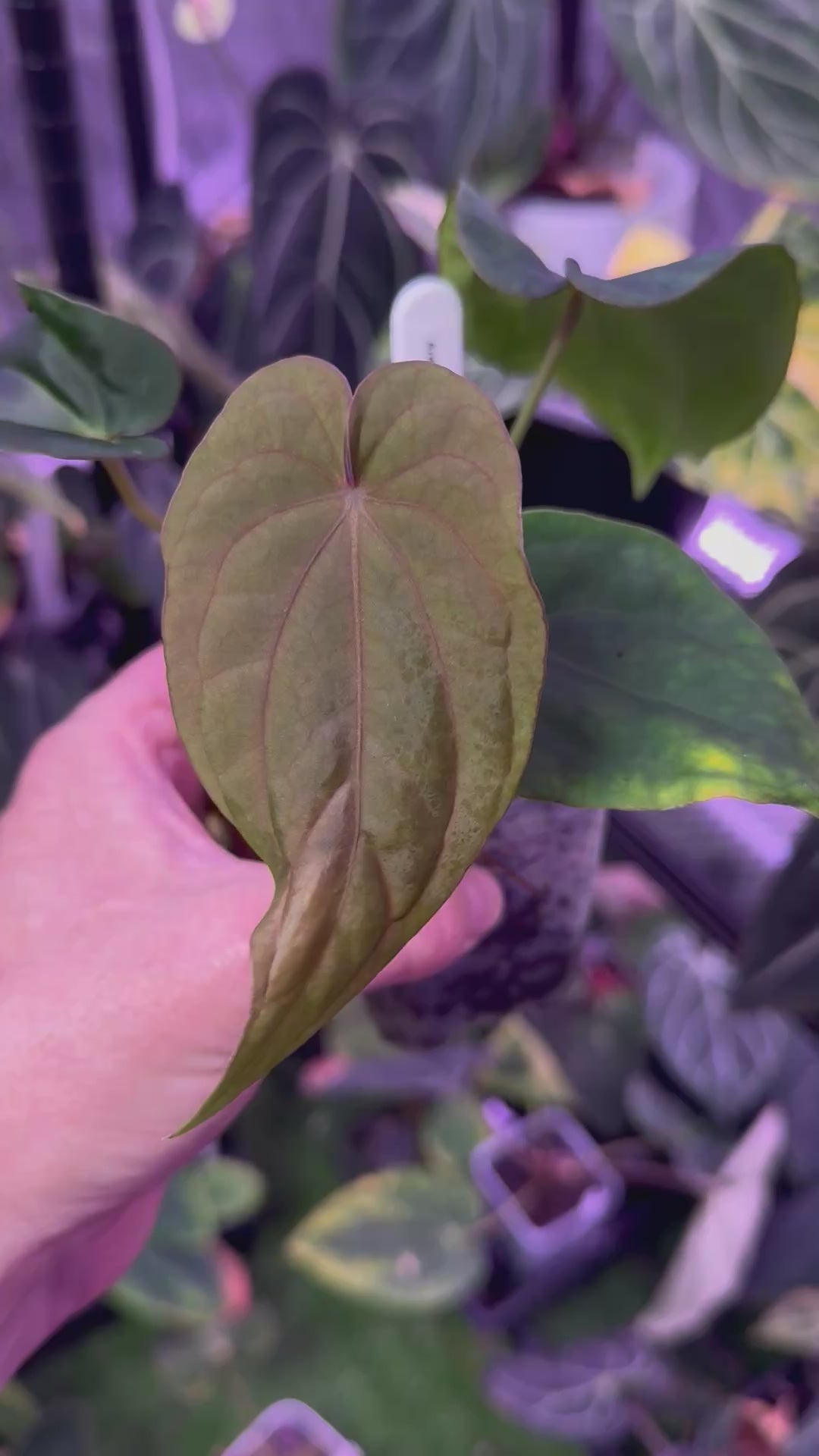 Anthurium dressleri ‘Windy’ x BVEP/antolakii ‘Round x Felix’ B