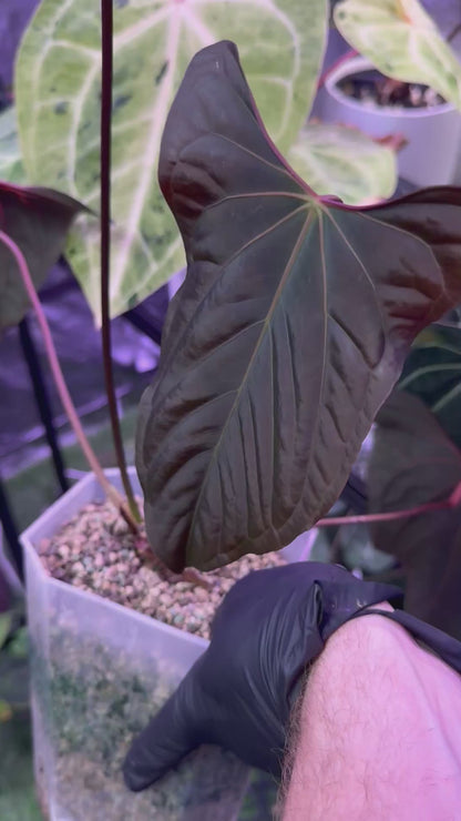 Anthurium papillilaminum RLxFS mature flowering