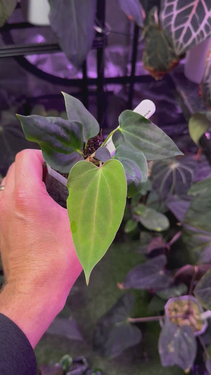 Anthurium carlablackiae 'District' X sp. nov. DF 2