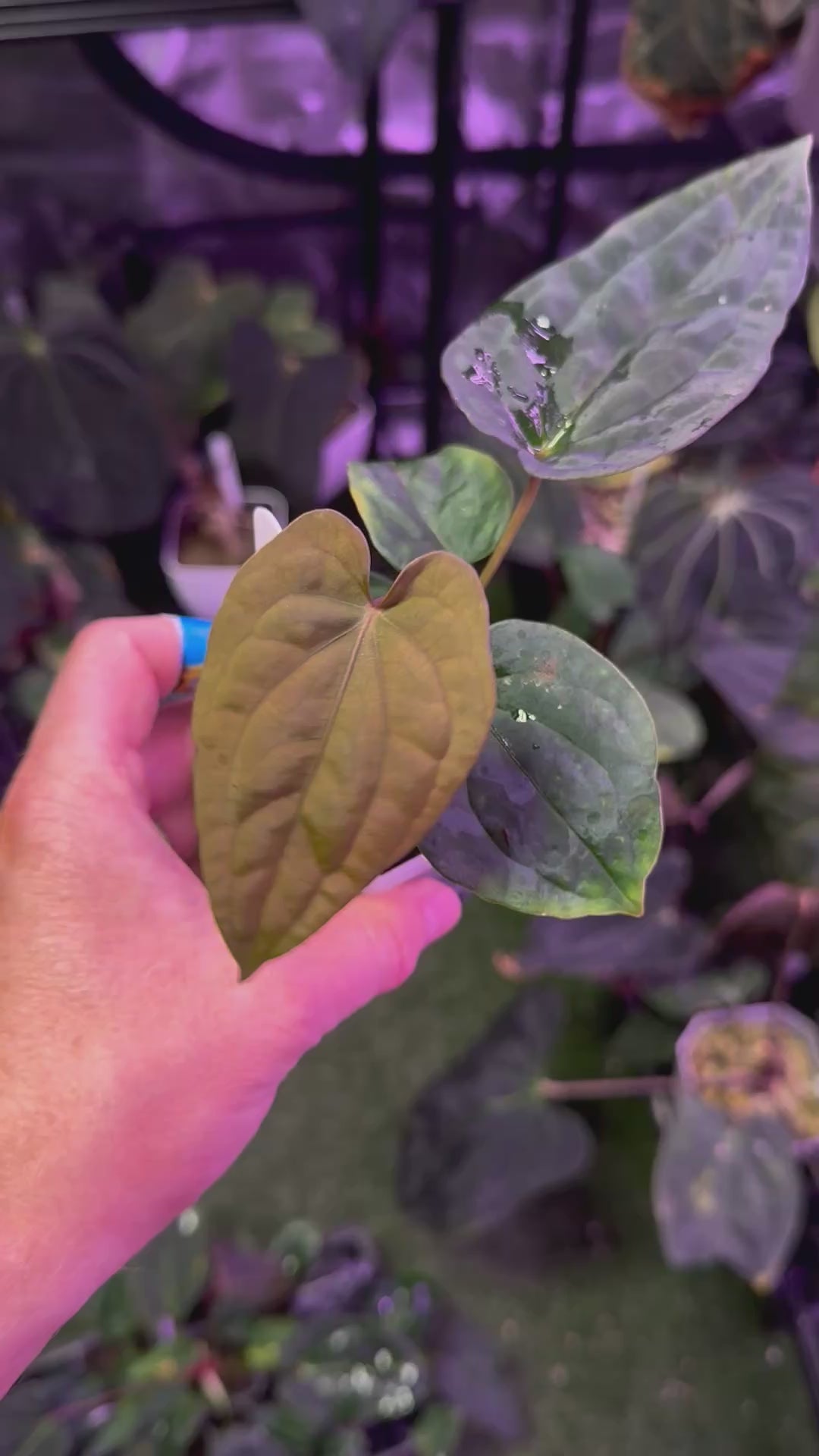 Anthurium (sp. velvet Trilobe panama x papillilaminum) x BVEP Elefont