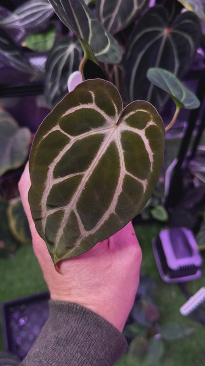 Anthurium carlablackiae RA13 x OG4 B