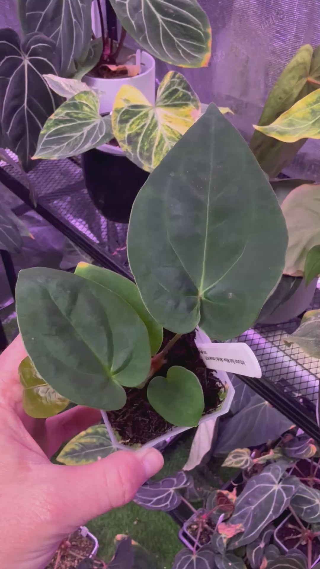 Anthurium Black Widow x Michelle X dressleri F1 B