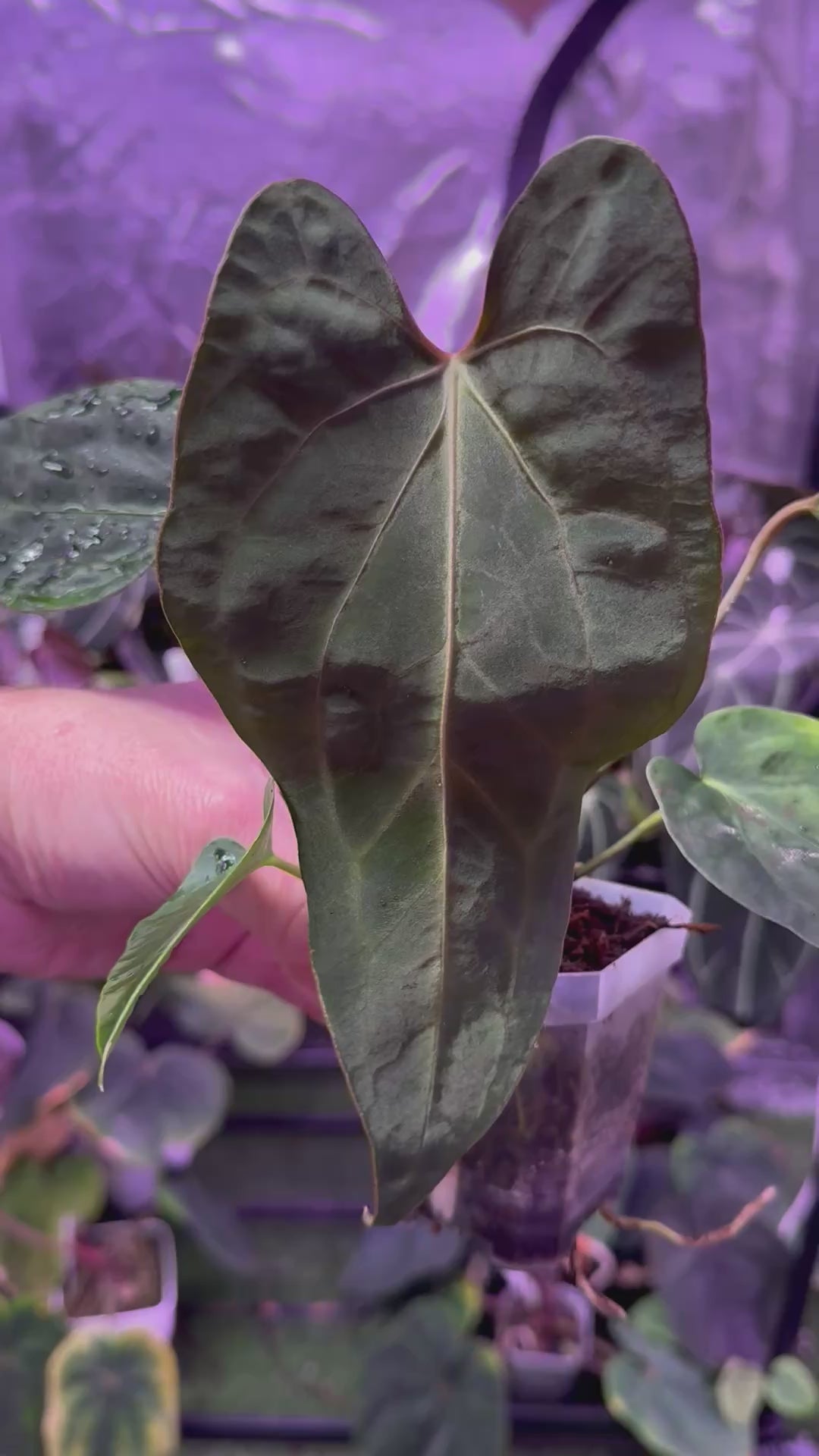 Anthurium carlablackiae x sp. nov. DF X 'Bunsen'